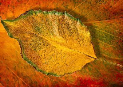 Leaf by Marc Blake Photography & Video Production