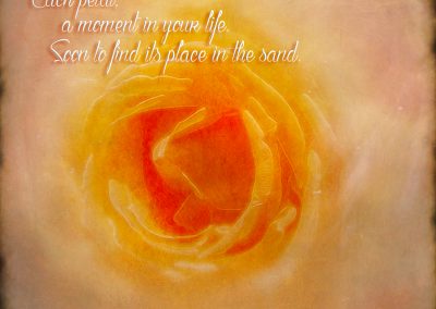 The Rose by Marc Blake Photography & Video Production